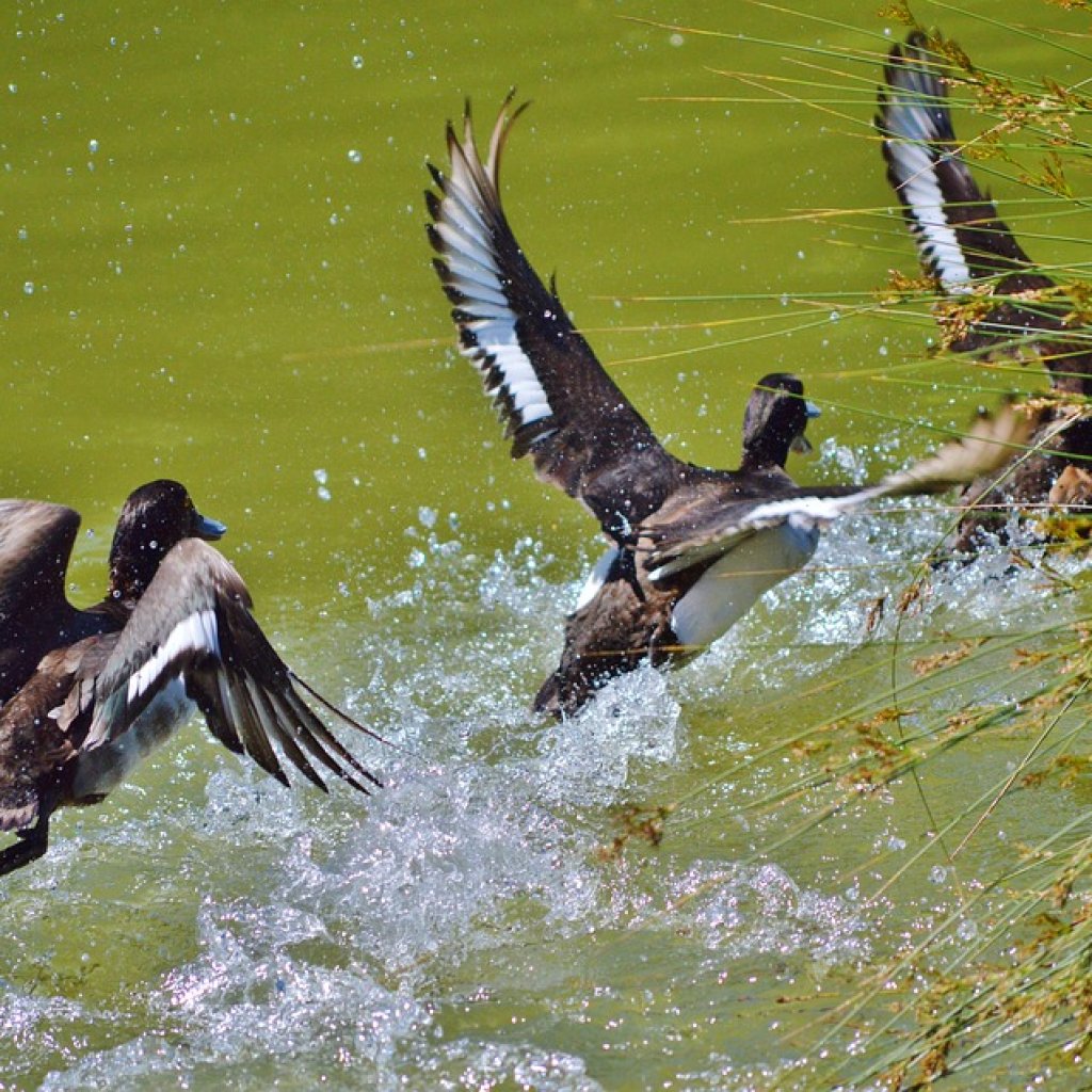 Water-Birds