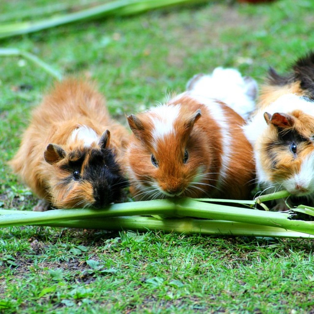 3-Guinea-Pigs