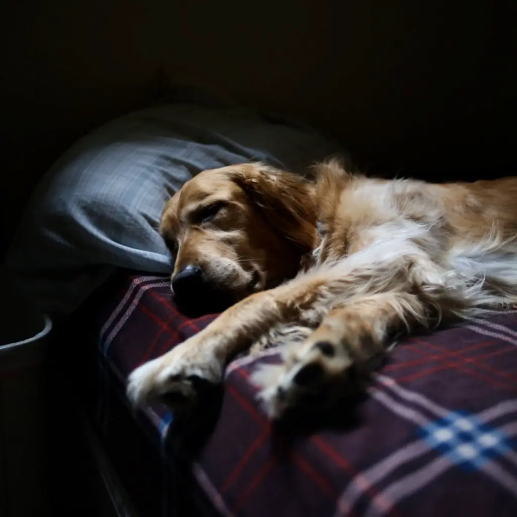 Dog-Sleeping