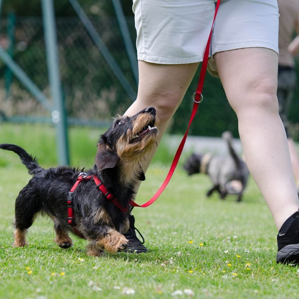 Dog-Training