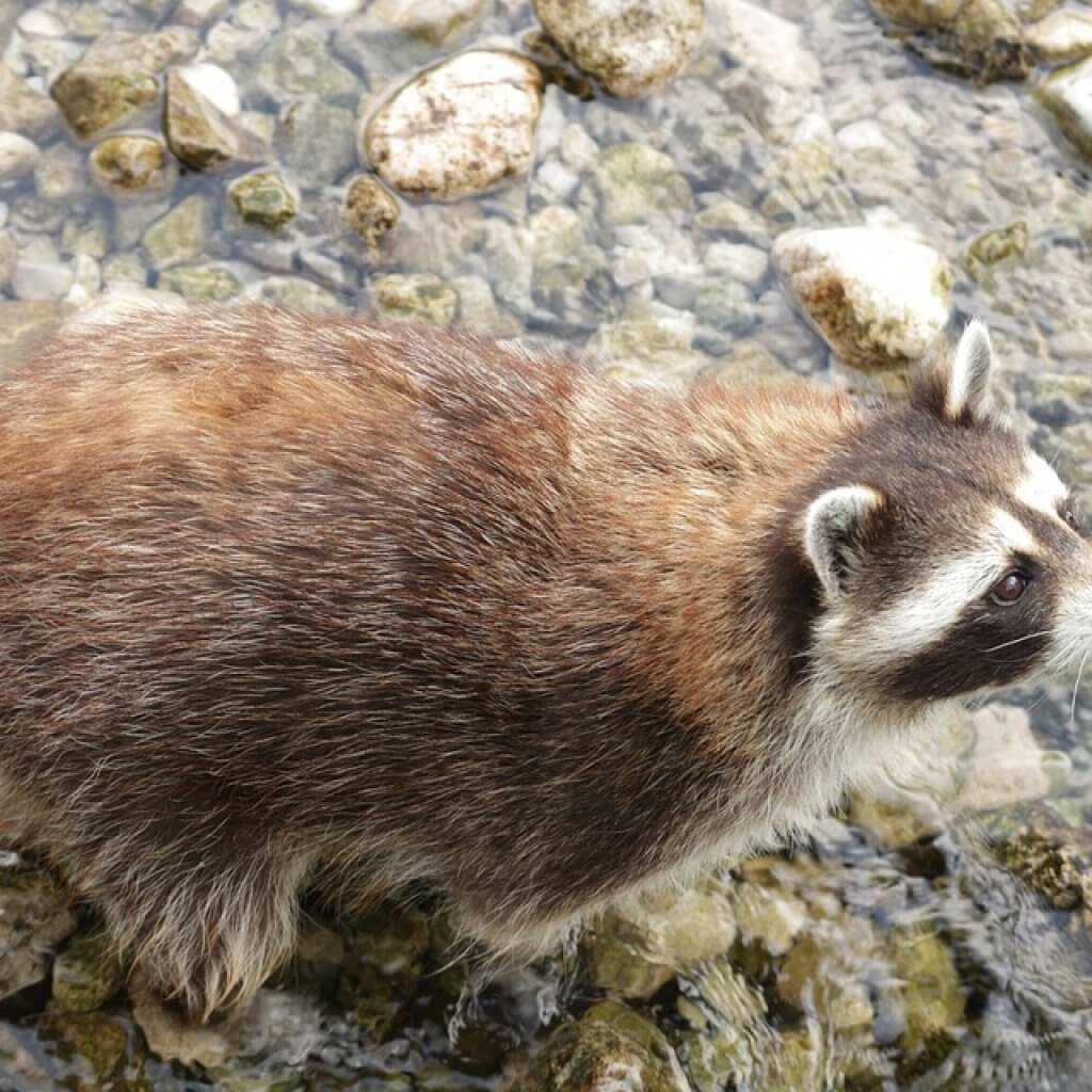 Full-Raccoon