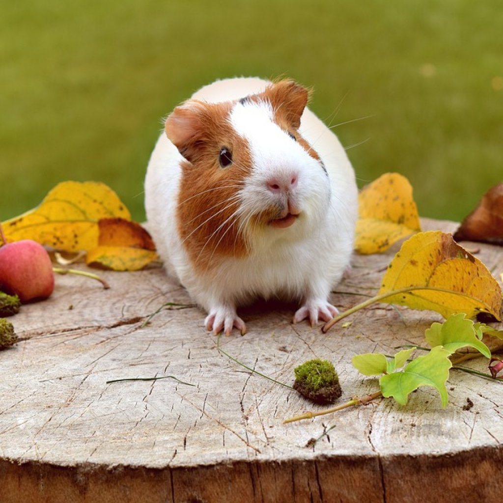 Guinea-Pig