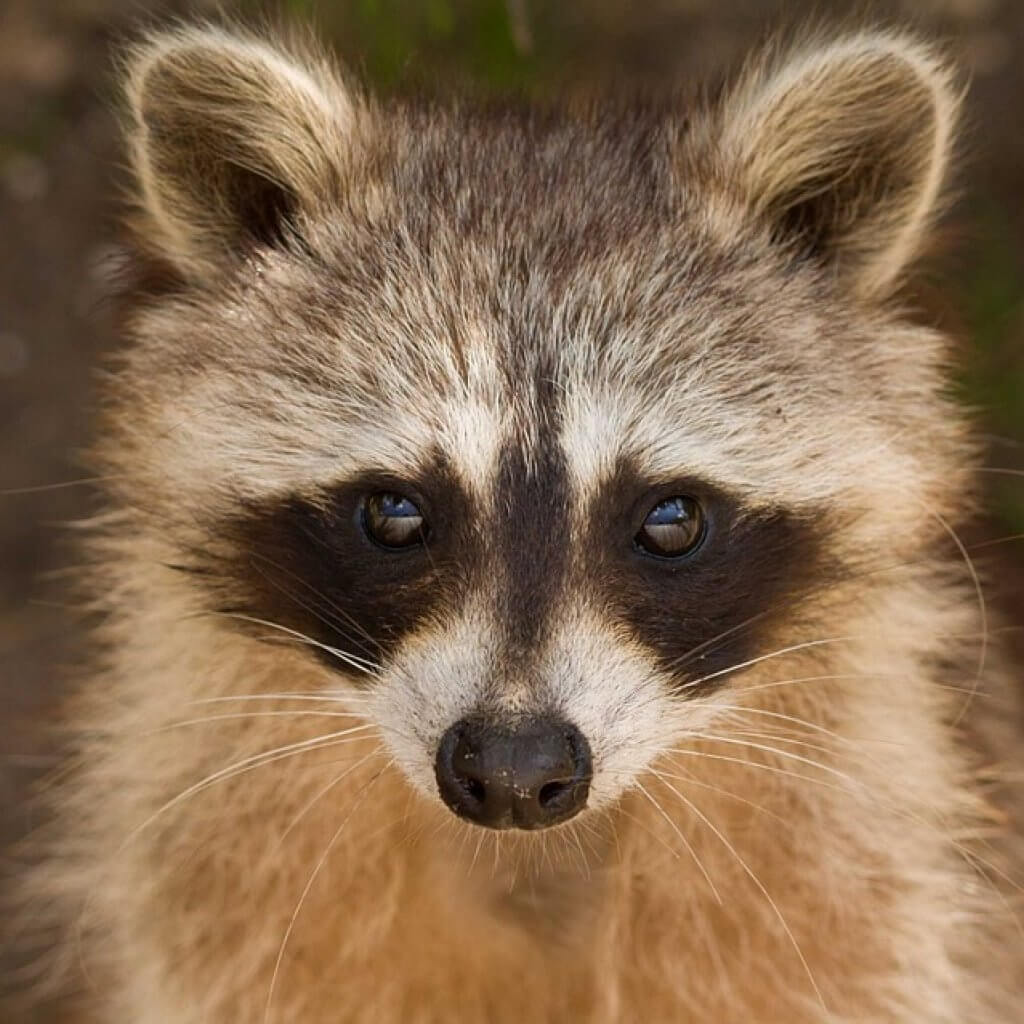 Raccoon