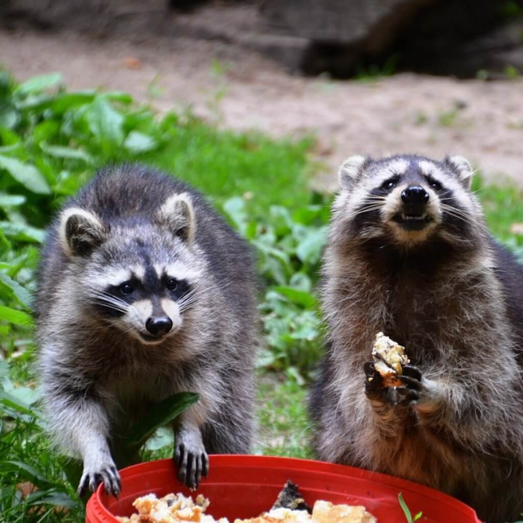 Raccoons-Eating