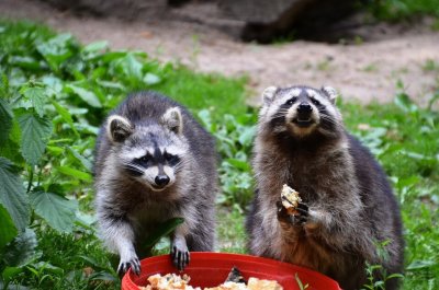 raccoons raccoon procione rid bait skunks feeders deterrent critters thegearhunt opossums feeder
