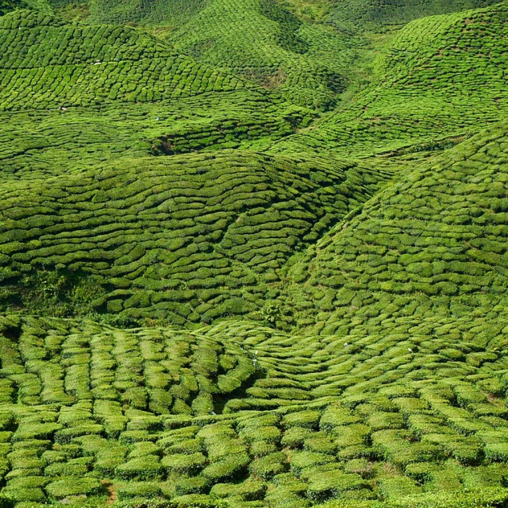 Tea-Plantation