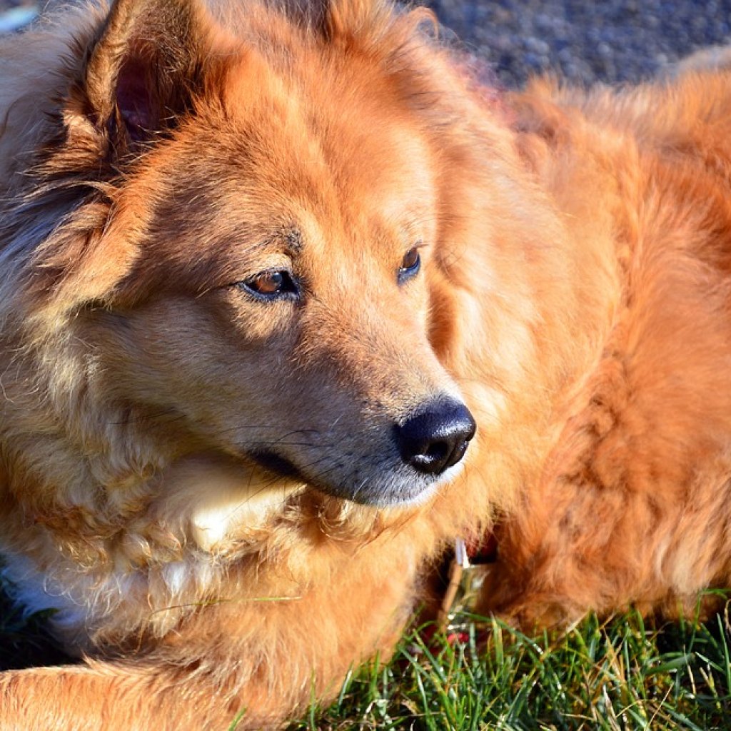 Therapy-Dog