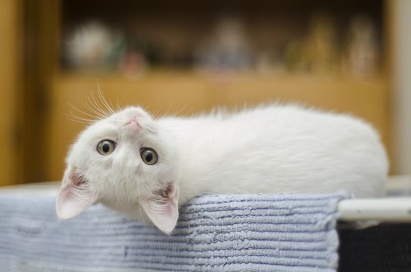 White-Cat