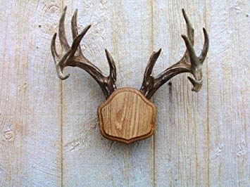 10 Best Antler Mounting Kits Reviewed in 2024 | TheGearHunt