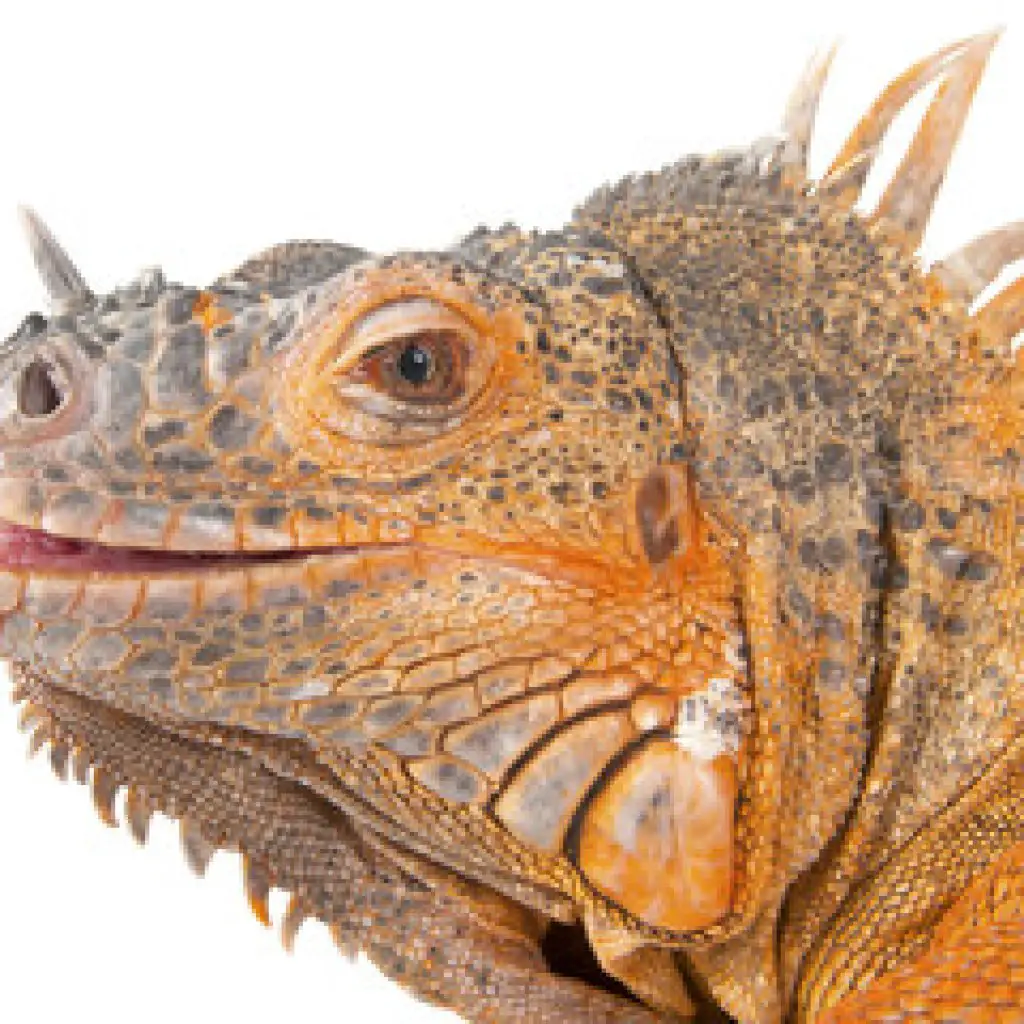 Buying An Iguana Cage What You Need To Know Thegearhunt,Red Slider Turtle Poop