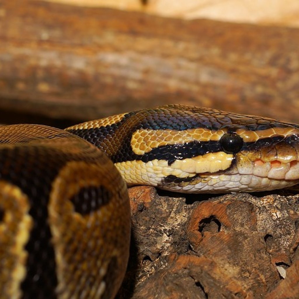 Ball-Python