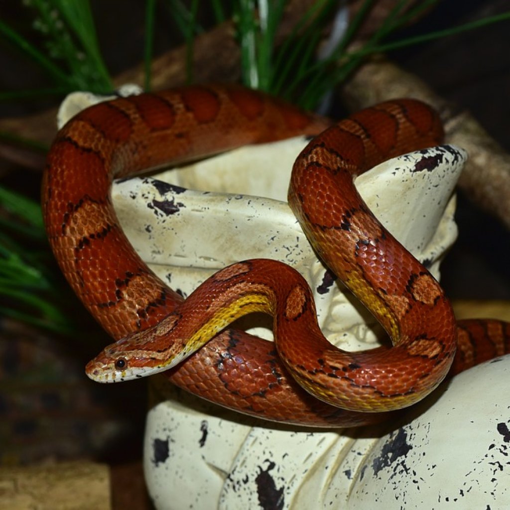 Corn-Snake