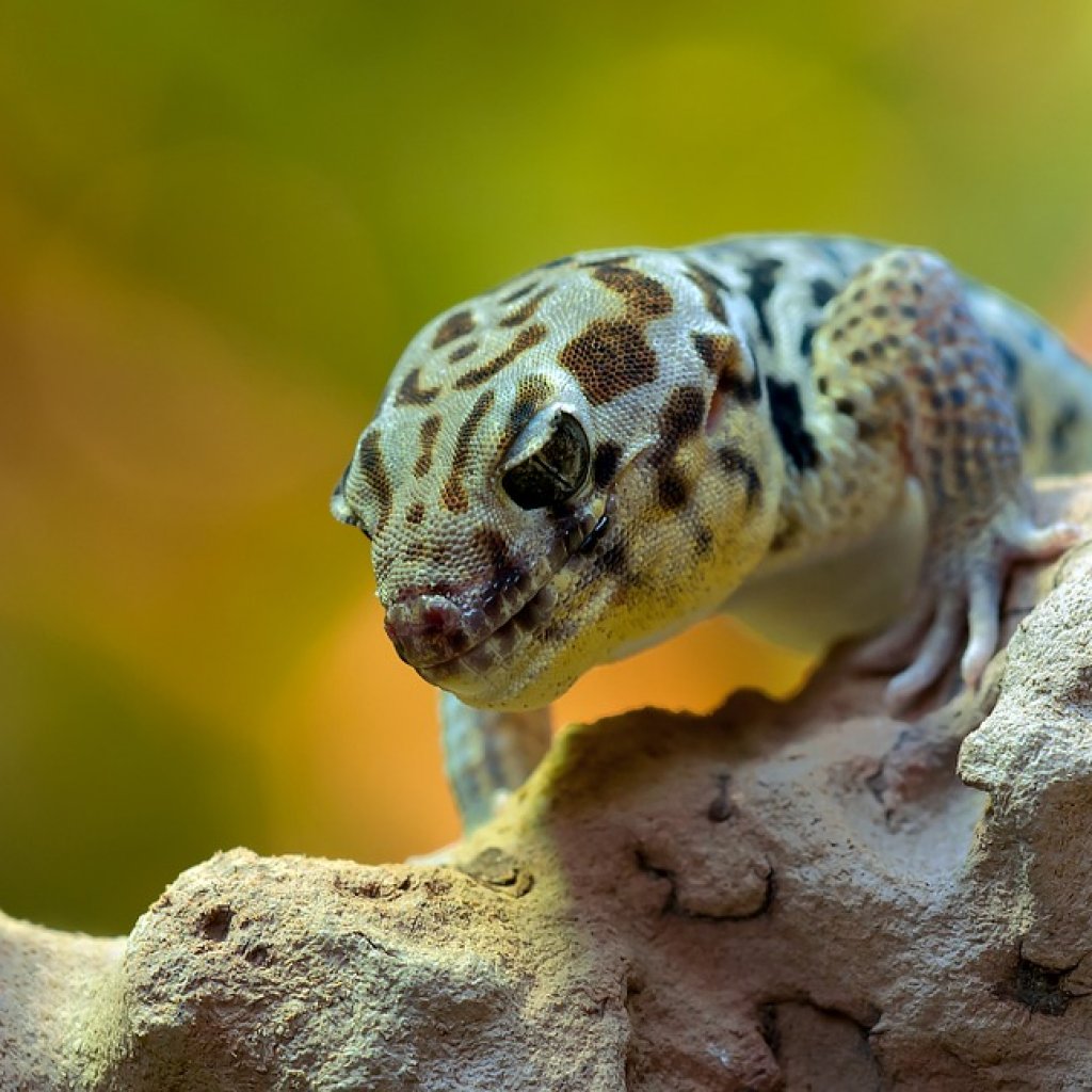 Gecko