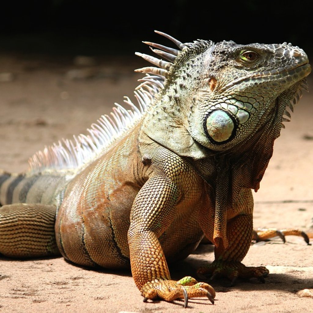 Iguana