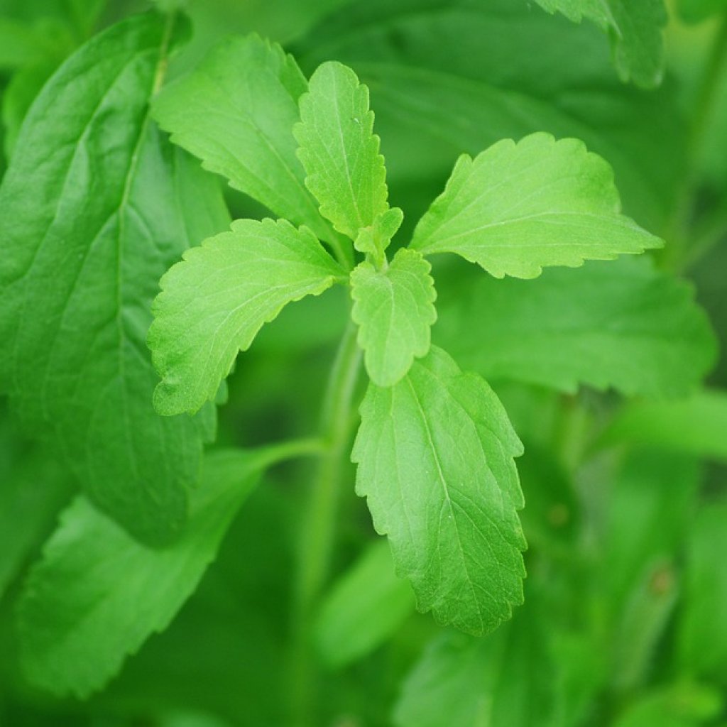 Stevia