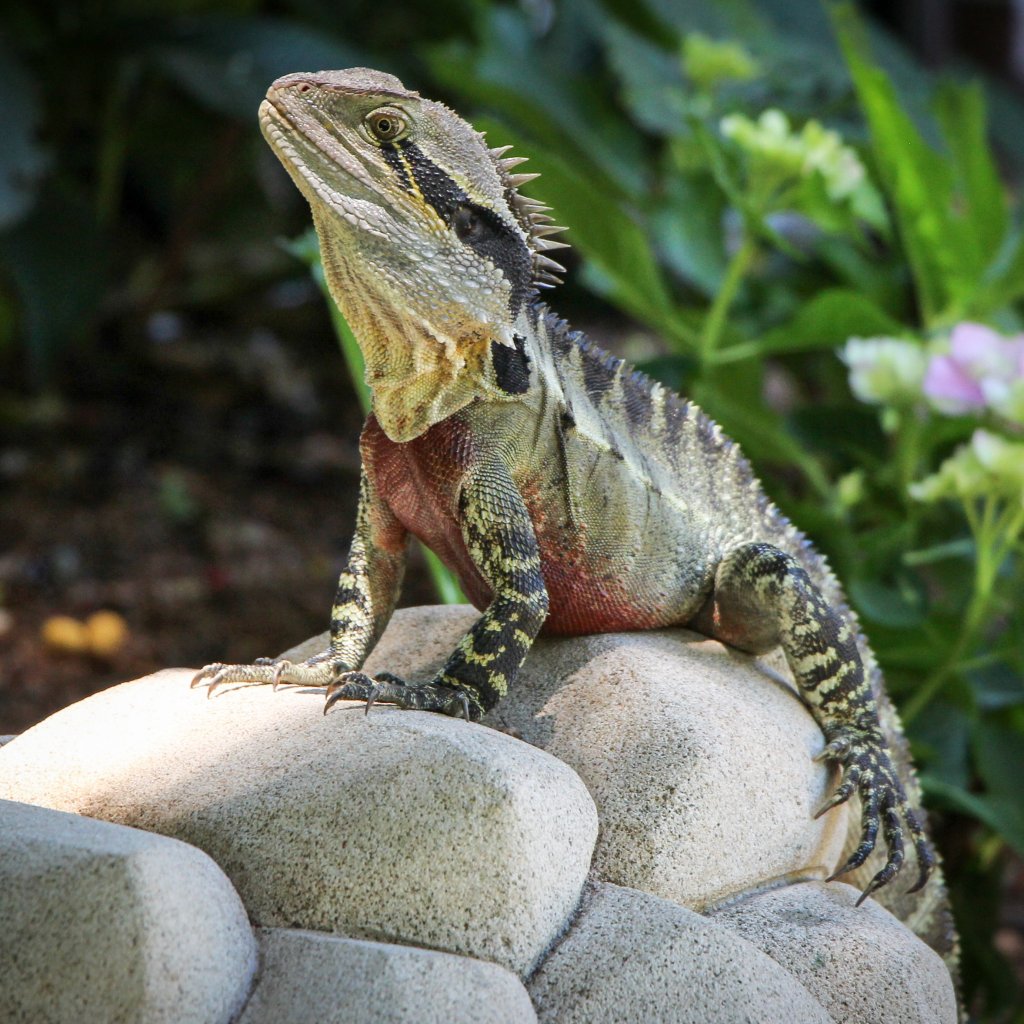 iguana setup kit