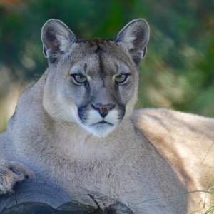 mountain-lion