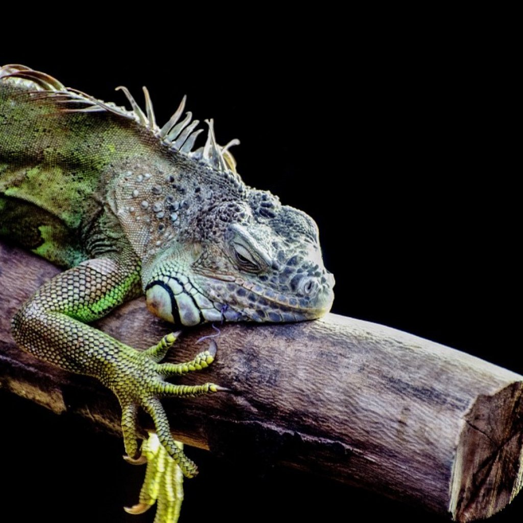 How to Set Up Your First Pet Iguana Habitat | TheGearHunt