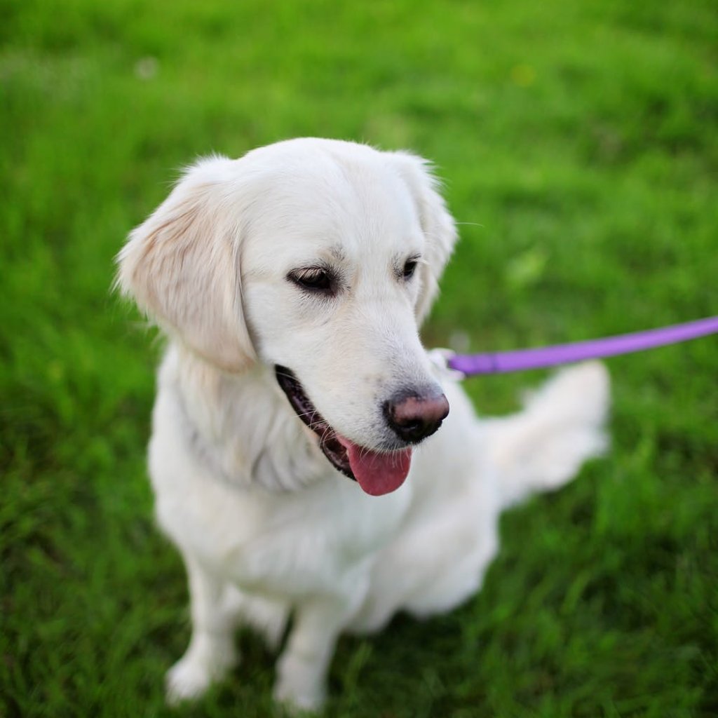 Golden Retrievers: History, Temperament & Personality Traits - Pexels Photo 325519 1024x1024