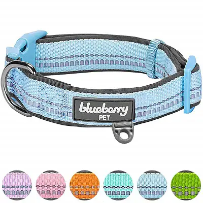 Blueberry Pet Soft