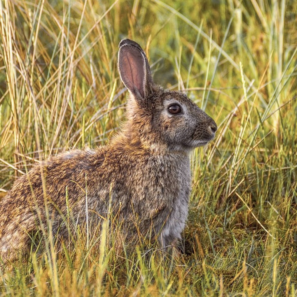 5 of the Best Ways to Cook Wild Rabbit | TheGearHunt