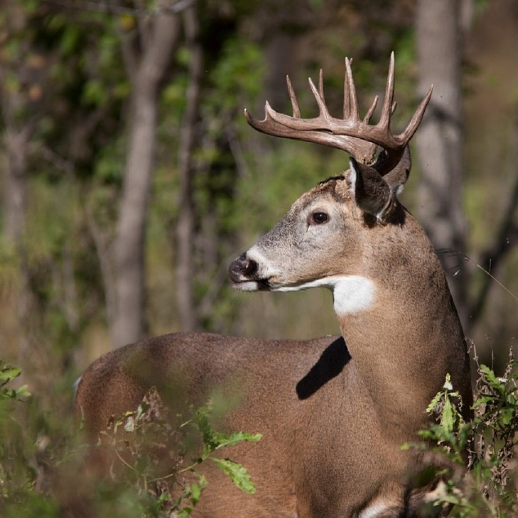 White-Tailed-Deer