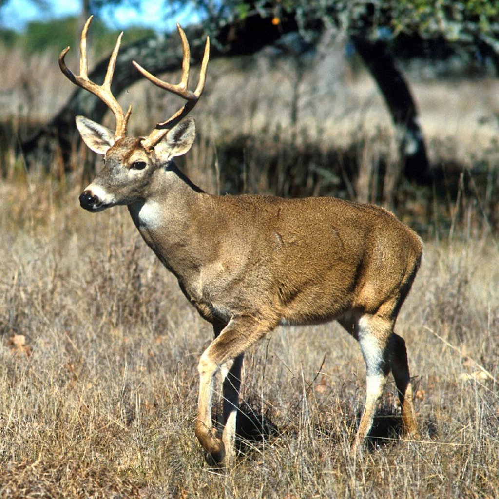 How to Make Mouth-Watering Venison Burgers | TheGearHunt