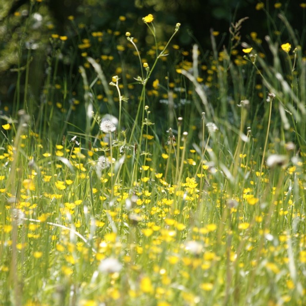 Hay-Fever