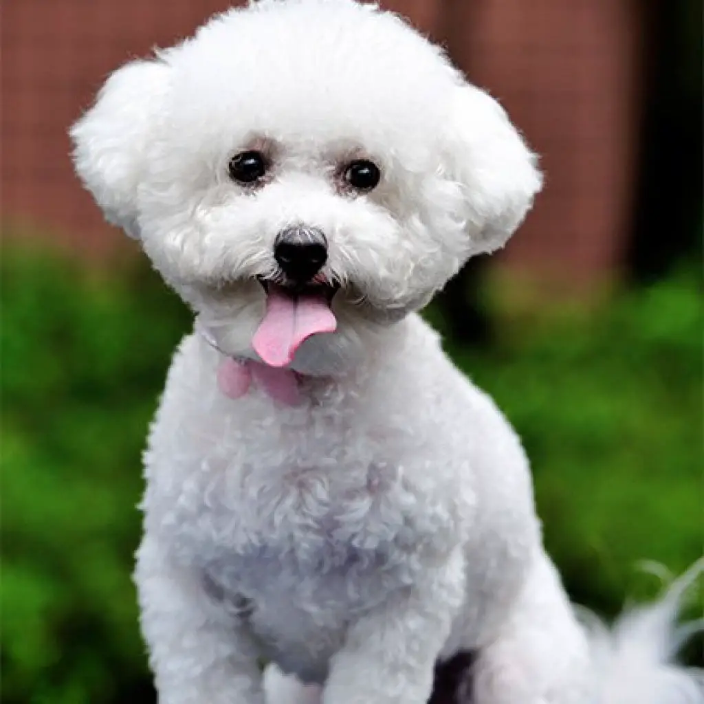 Dog Breeds That Don't Shed - Bichon Frise