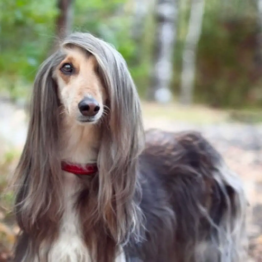 Dog Breeds That Don't Shed - Afghan Hound