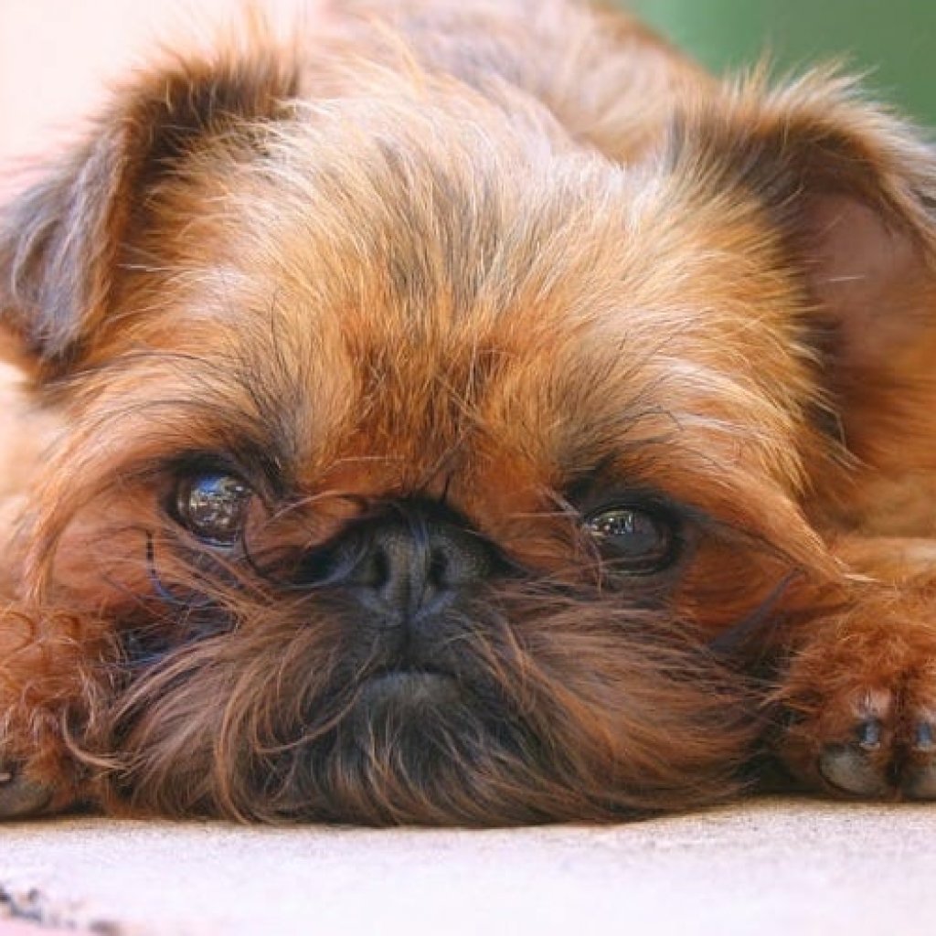 Dog Breeds That Don't Shed - Brussels Griffons