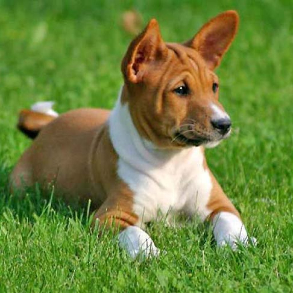 Dog Breeds That Don't Shed - Basenji