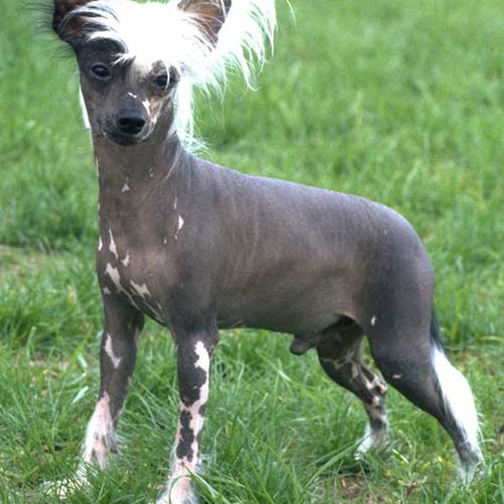 Dog Breeds That Don't Shed - Chinese Crested