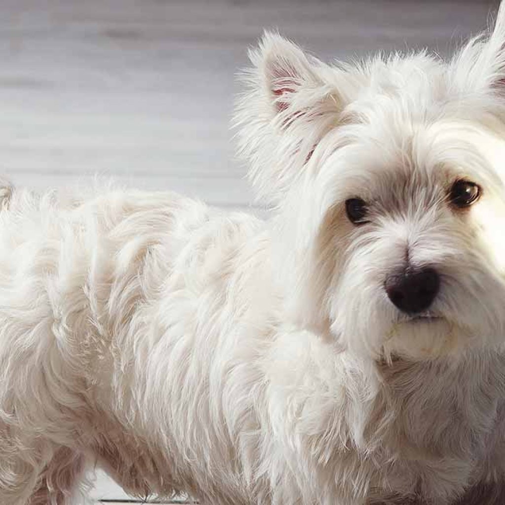 Dog Breeds That Don't Shed - West Highlands Terrier