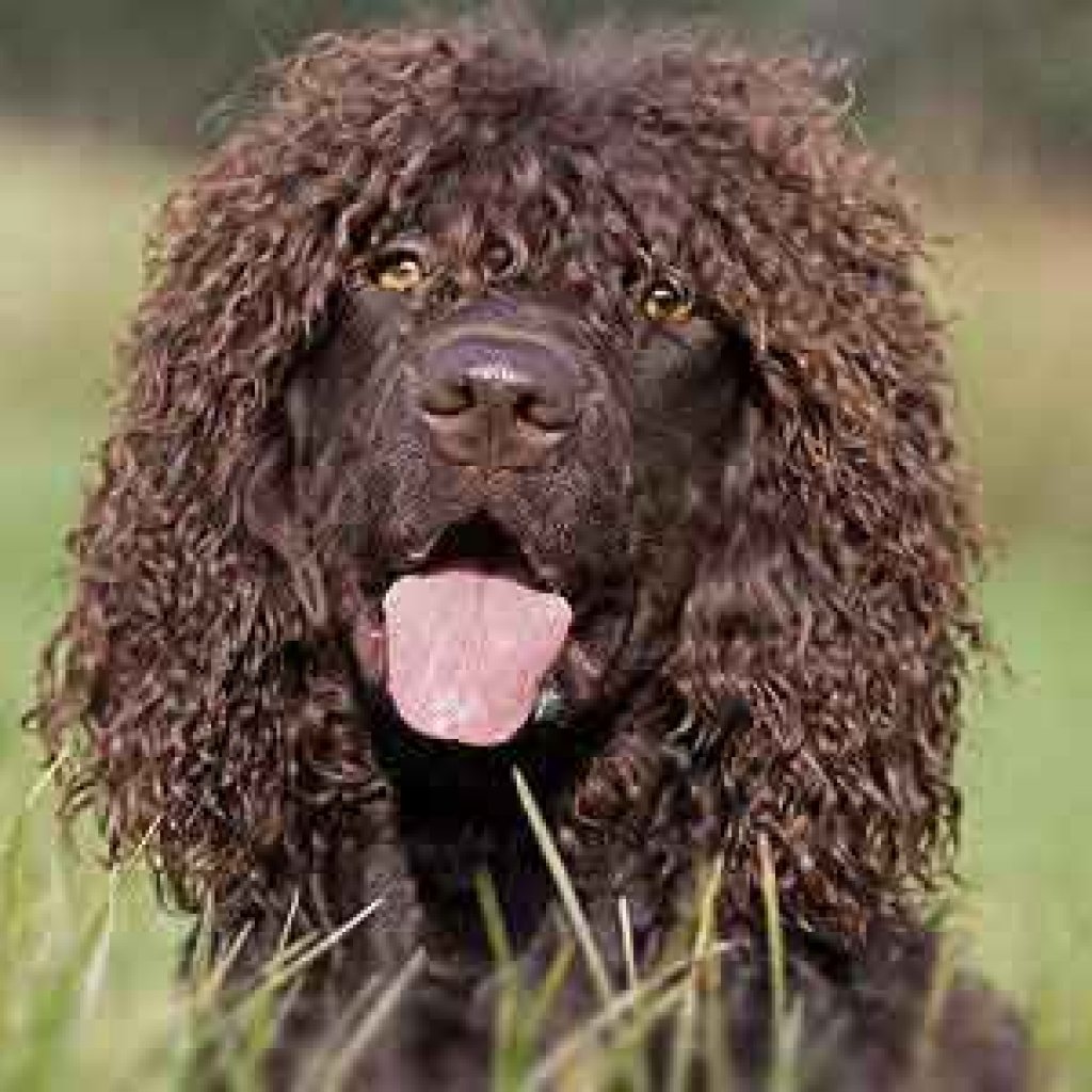 Dog Breeds That Don't Shed - Irish Water Spaniel