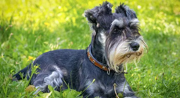 Miniature Schnauzer