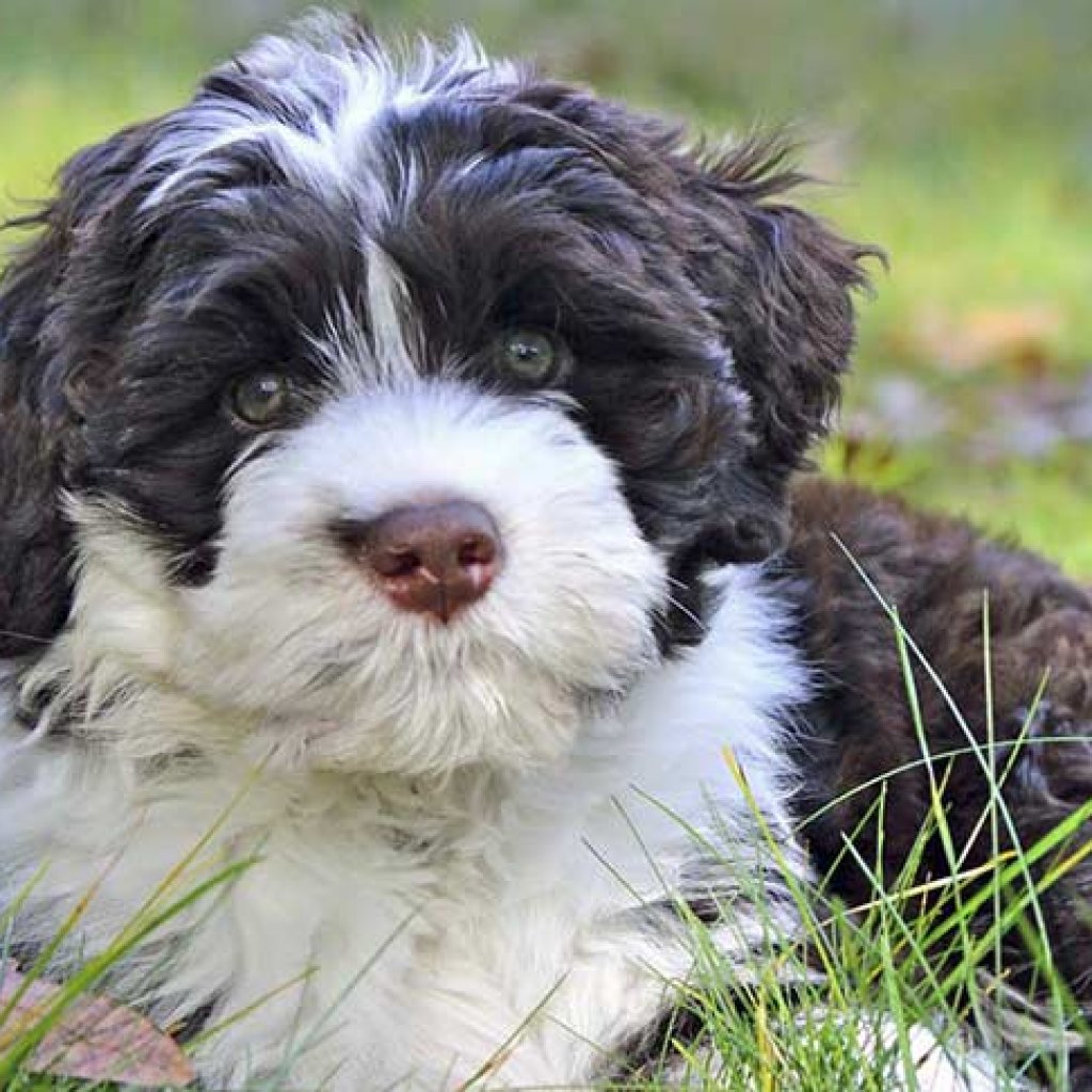 Dog Breeds That Don't Shed - Portuguese Water Dog