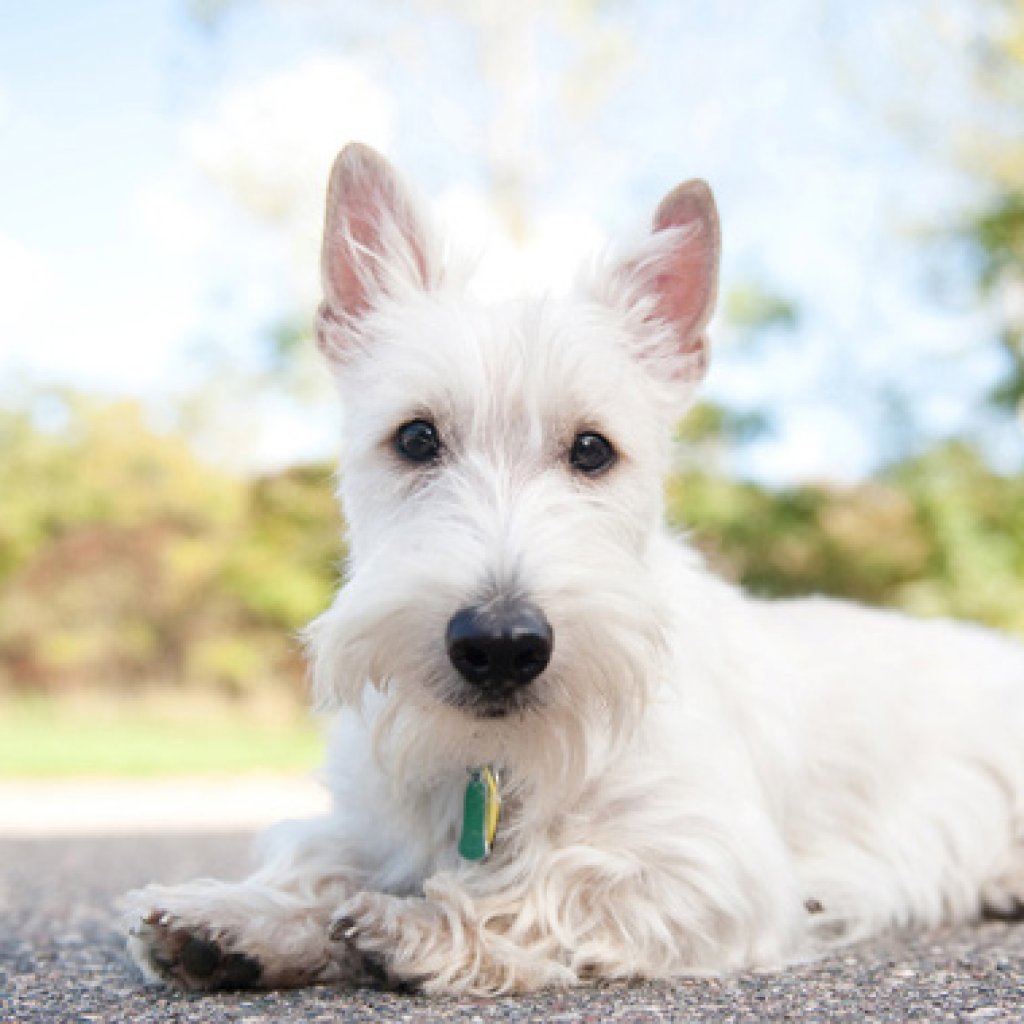 Scottish Terrier