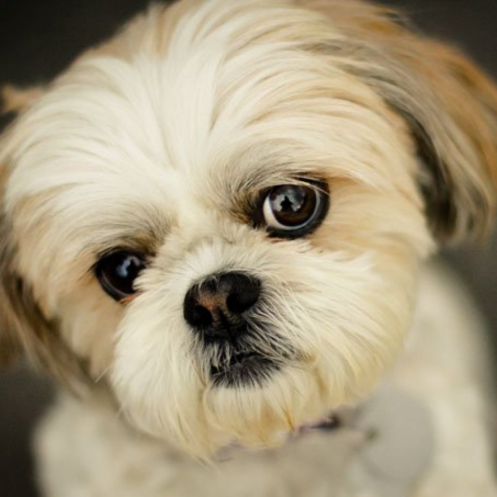 Dog Breeds That Don't Shed - Shih Tzu