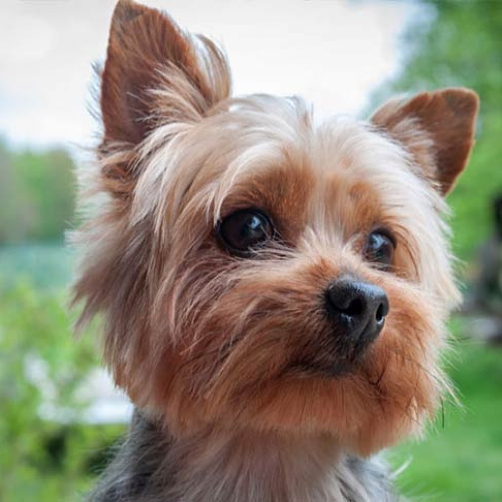 Dog Breeds That Don't Shed - Yorkshire Terrier