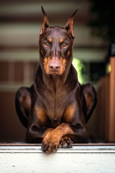 doberman pinscher