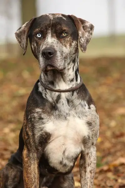 Catahoula Leopard Dog 