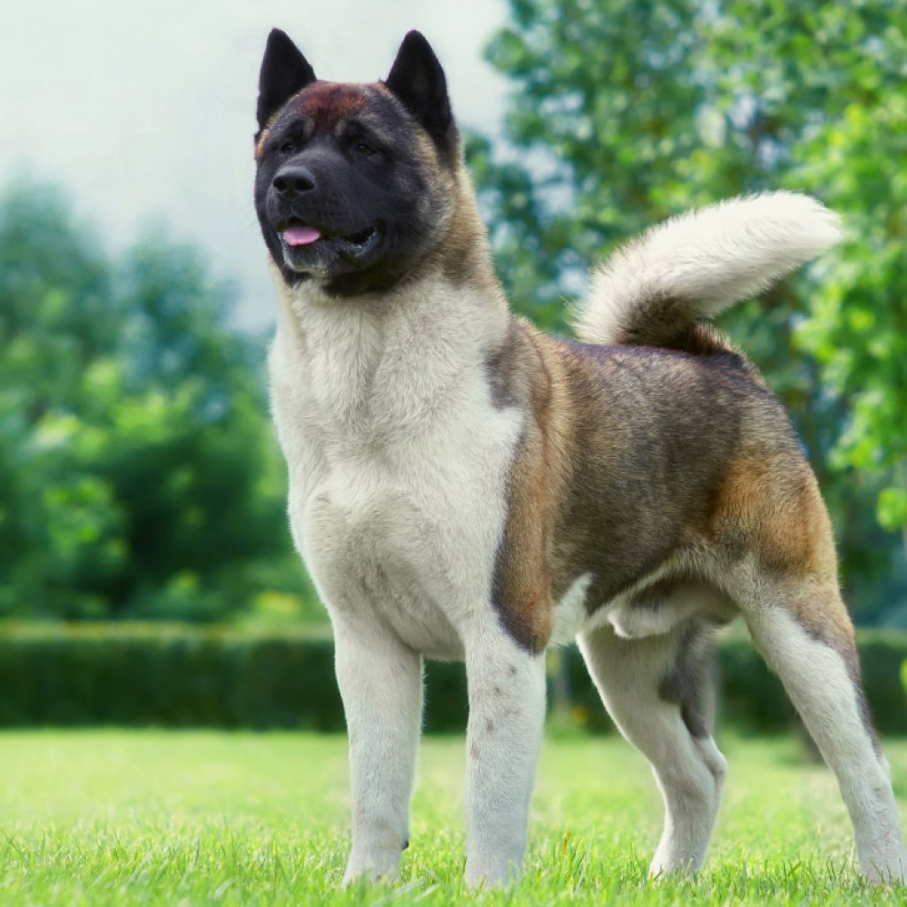 akita dog