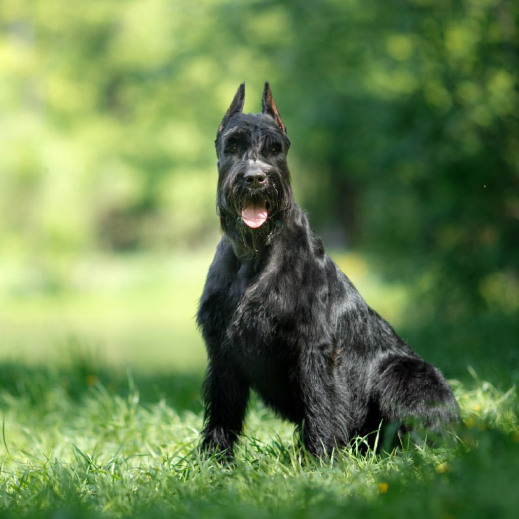 Giant Schnauzer 