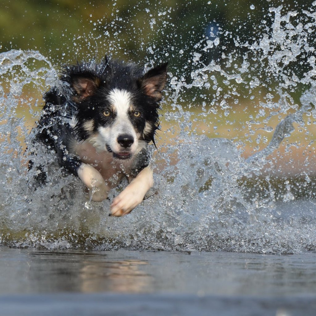 dog running