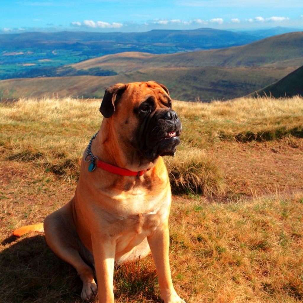 bull mastiff