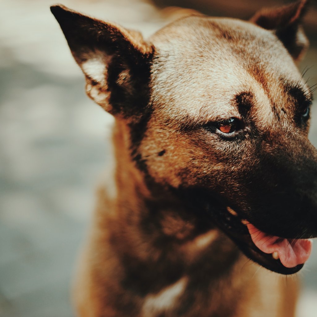 dog staring into distance