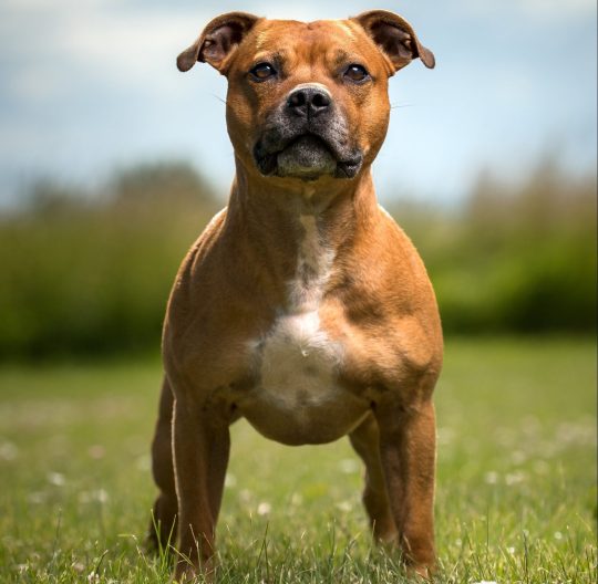 Staffordshire Bull Terrier 