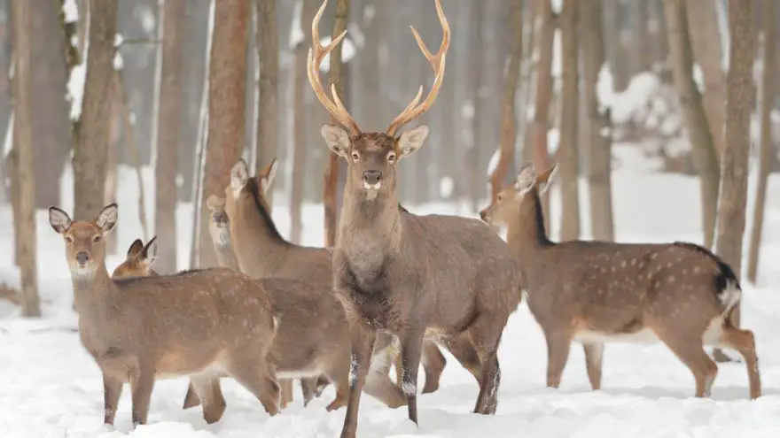 Hunting in Snow: Tips and Strategies for Adjusting to the Tough Elements! Hunting in Snow: Tips and Strategies for Adjusting to the Tough Elements!