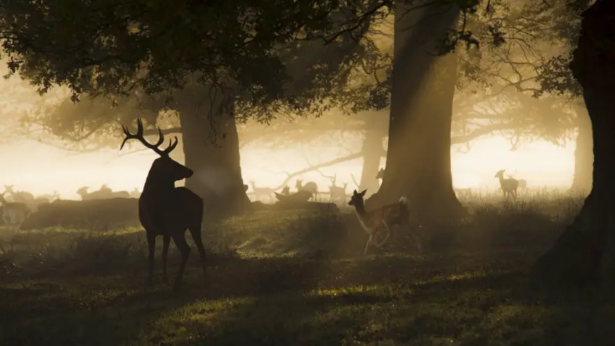 5 Deer Tracking Strategies for Successful Hunting 5 Deer Tracking Strategies for Successful Hunting